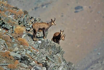 Mountain Goat Hunting Tricks