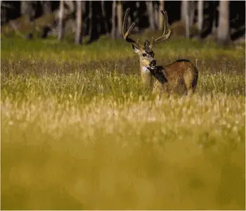 Mule Deer Hunting Tips