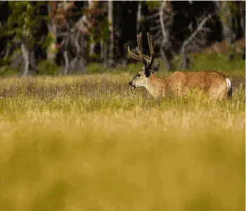 Mule Deer Hunting