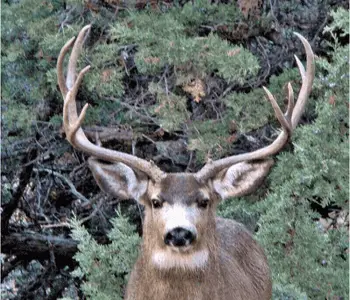 Mule Deer