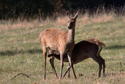 Red Deer Hunting Ideas