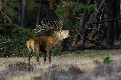 Red Deer Hunting Tricks