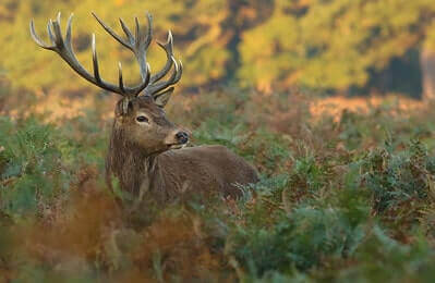 Red Deer Hunting