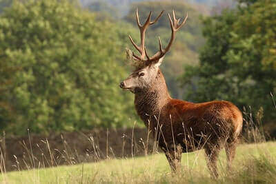 Red Stag Hunting Tips