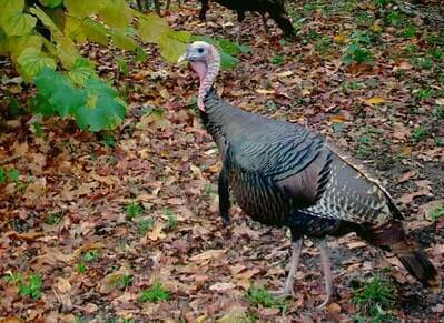 Scouting Turkey Tips