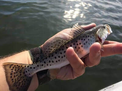 Spotted Seatrout Fishing Tips