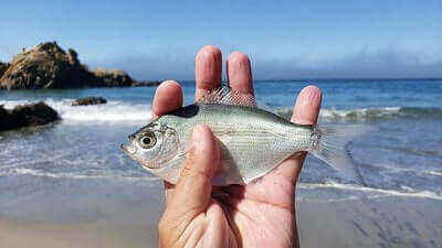 Surfperch Fishing Tips