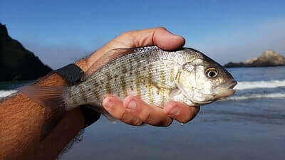 Surfperch Fishing