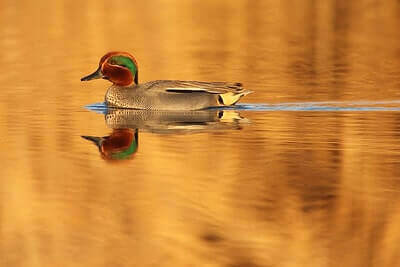 Teal Hunting Tips