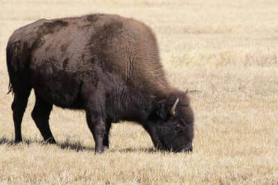 Tips For Bison Hunting