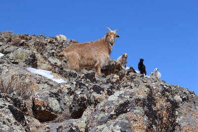 Tips For Hunting Mountain Goats