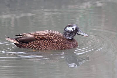 Tips For Hunting Teal