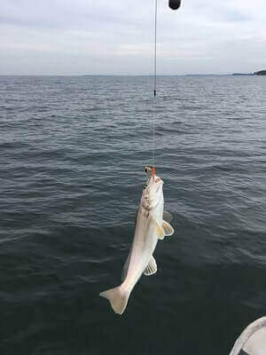 Tips For Kingfish Fishing