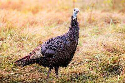 Tips For Scouting Turkeys