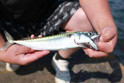 Tricks For Mackerel Fishing