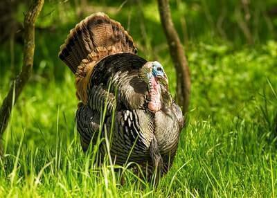 Turkey Scouting Ideas