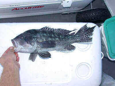 Black Sea Bass Fishing tips