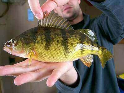 Catching Yellow Perch Hacks