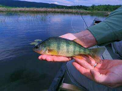 Catching Yellow Perch