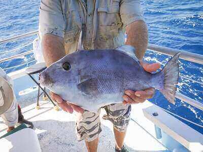 Fishing Triggerfish Ideas