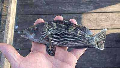 How To Catch Black Sea Bass