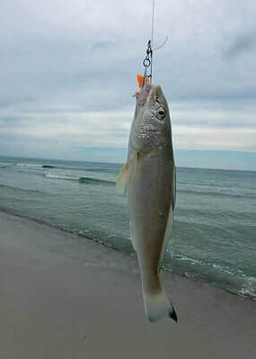 How To Catch Sand Seatrout