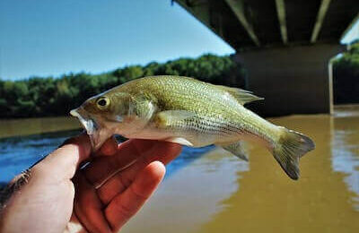 How To Catch Spotted Bass