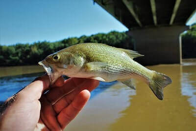 How To Catch Spotted Bass