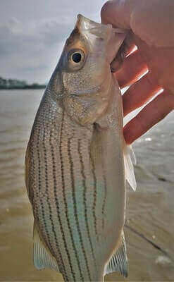 How To Catch White Bass