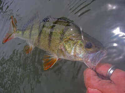 Ideas For Yellow Perch Fishing