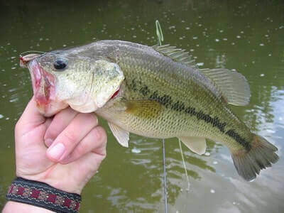Tricks For Spotted Bass Fishing