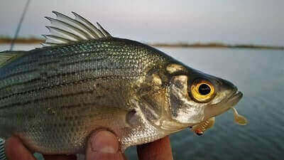 White Bass Fishing Tips