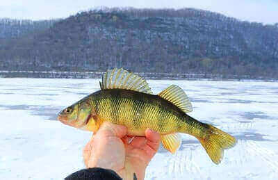 Yellow Perch Fishing Tips