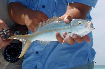 Yellowtail Snapper Fishing