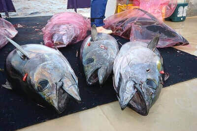 Bigeye Tuna Fishing Tips