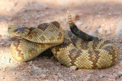 Black-tailed Rattlesnake