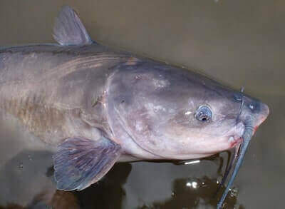 Channel Catfish Fishing