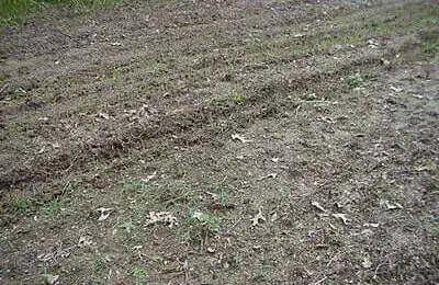 Best Deer Food Plot Seeds