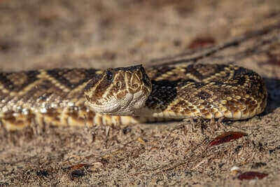 Eastern Diamondback Rattlesnake