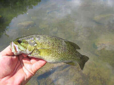 Fishing Smallmouth Bass