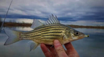 How To Catch Yellow Bass