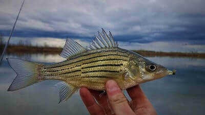 How To Catch Yellow Bass