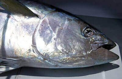 How To Catch Bigeye Tuna