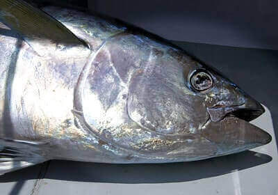 How To Catch Bigeye Tuna