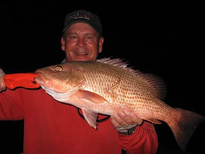 How To Catch Mangrove Snapper