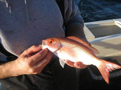 How To Catch Vermillion Snapper