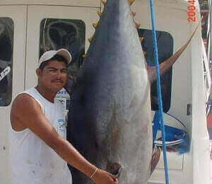 How To Catch Yellowfin Tuna