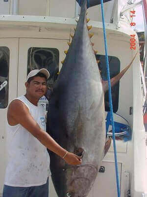 How To Catch Yellowfin Tuna