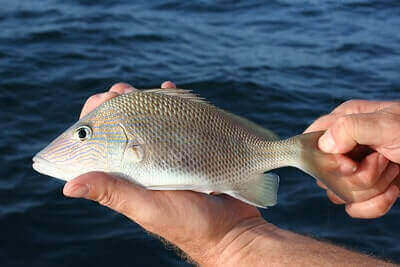 Mangrove Snapper Fishing Ideas