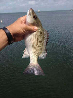 Mangrove Snapper Fishing